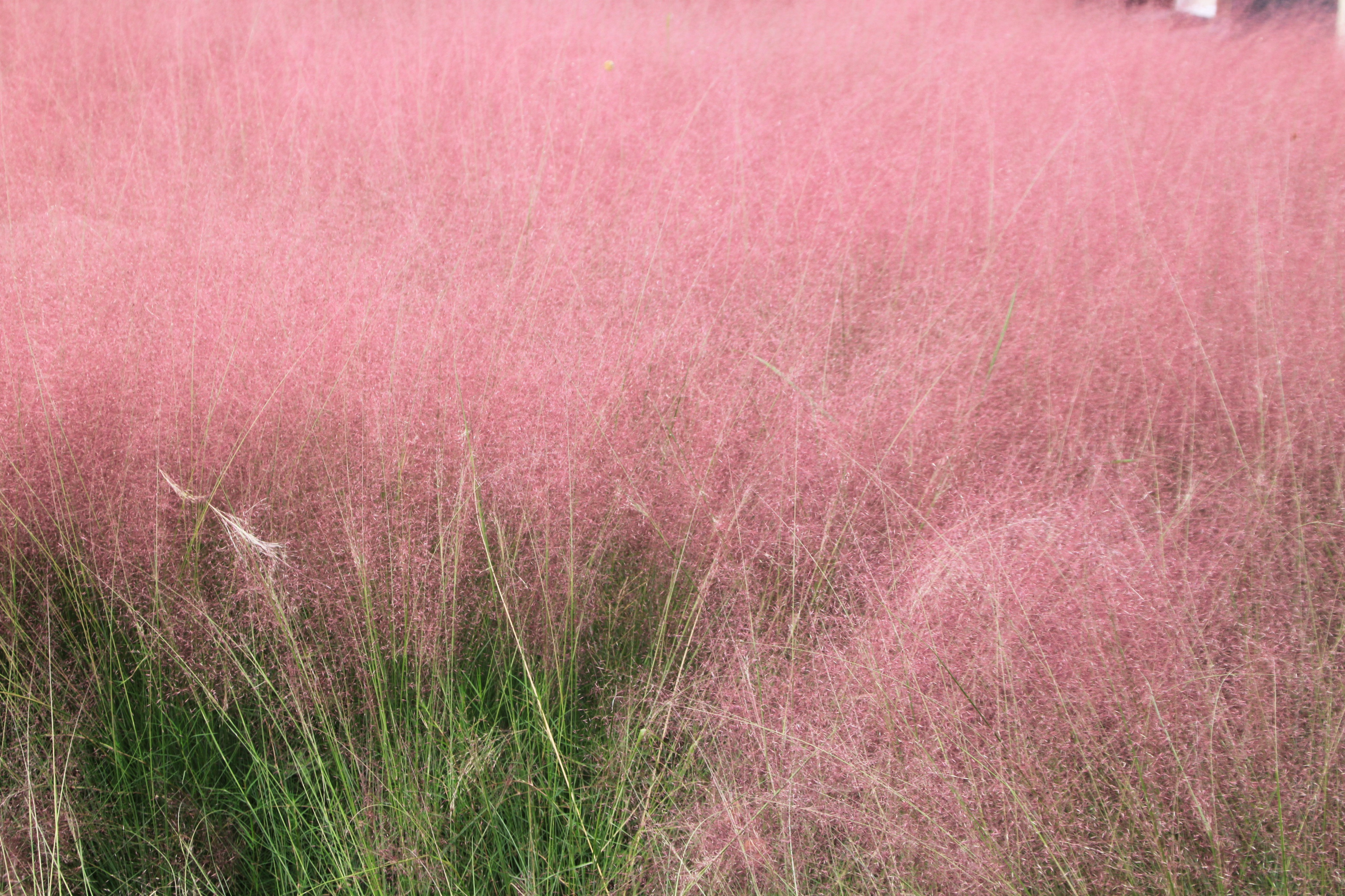 跟我一起去看看充满诗情画意牛岗山公园,网红打卡地粉黛乱子草地