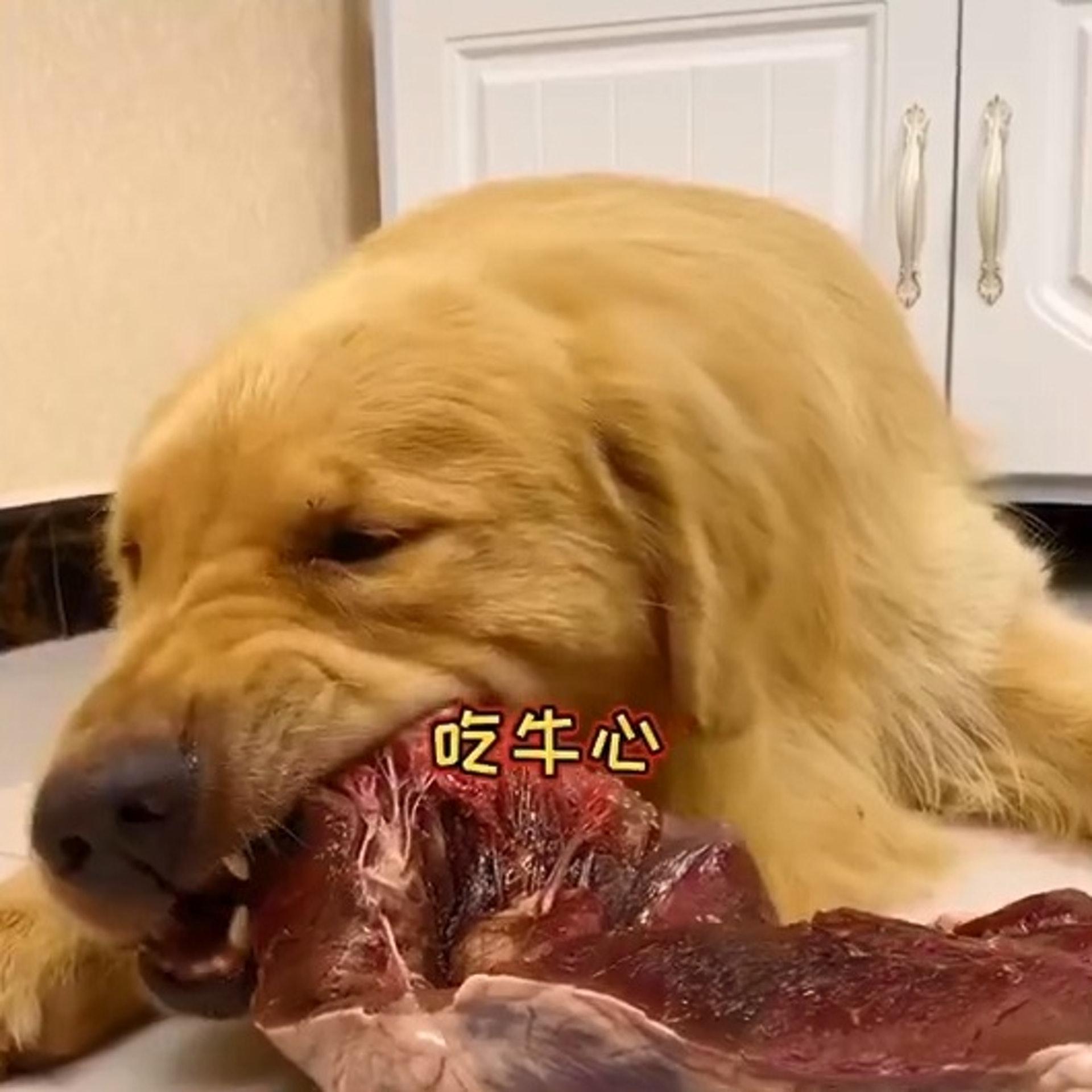 让狗吃3斤牛心100种零食宠物大胃王简直是虐待狗狗