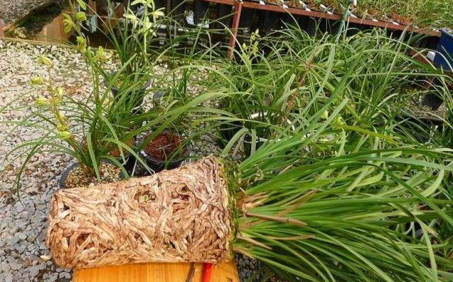 换盆后容易死 学了这几点 放心换 花儿越长越好看