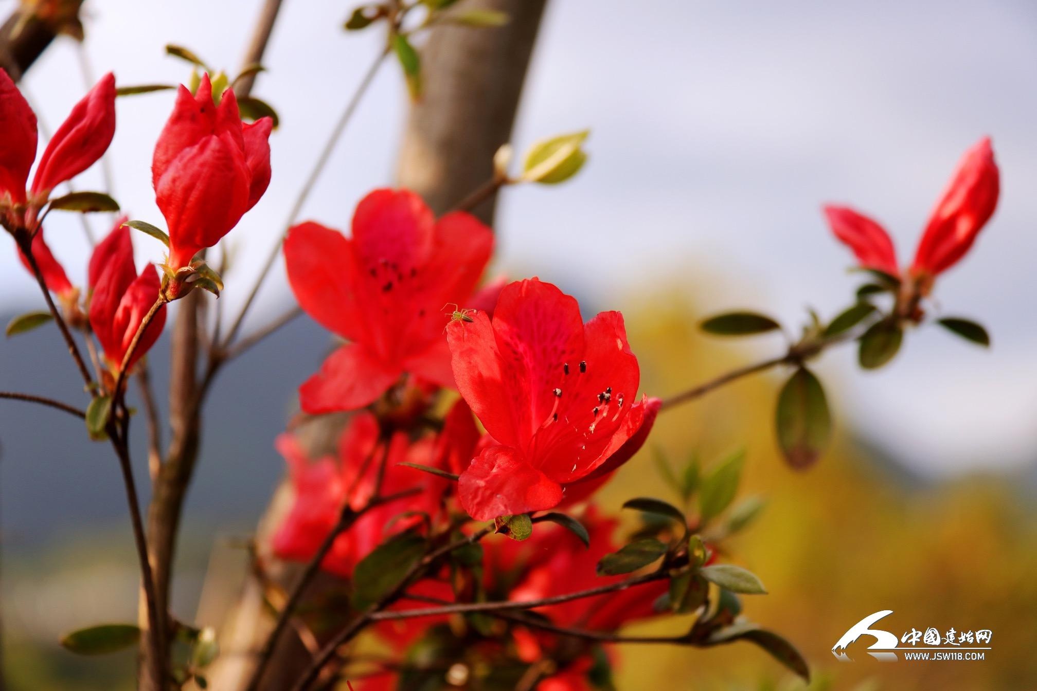 杜鹃花开红艳艳