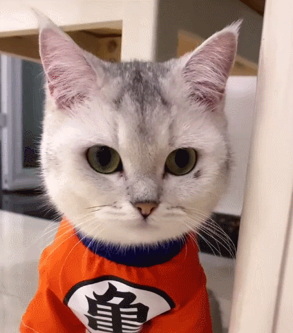 憨态可掬的小萌猫,看它可爱的小神情,真的想好好撸它一顿!