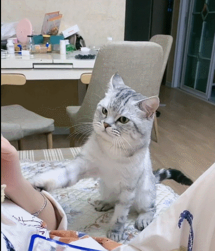 喵星人,萌宠,生活趣事,二货