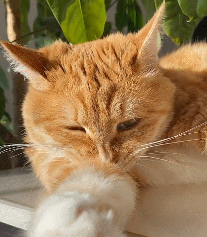 这只好可爱的小猫咪,都来瞧瞧这小神态,长得真好看!