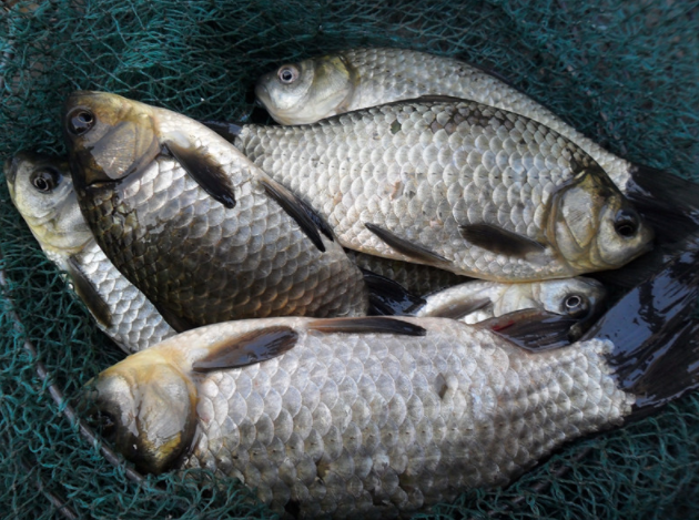 才知道鲫鱼分野生鲫和杂交鲫区别很大弄懂买不吃亏