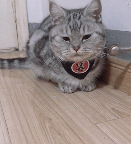 喵星人,二货,萌宠,生活趣事