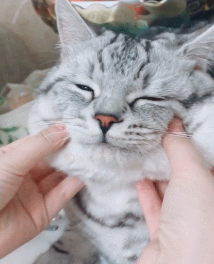 憨态可掬的小猫咪,看这机灵的小模样,简直是太有趣啦!