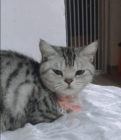 无比有趣的喵星人,这呆萌萌的表情,真是萌化了我的心啊!-看点快报