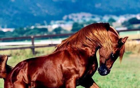 吕布死后,赤兔马依旧是生龙活虎,为何在关羽死后它绝食而亡?