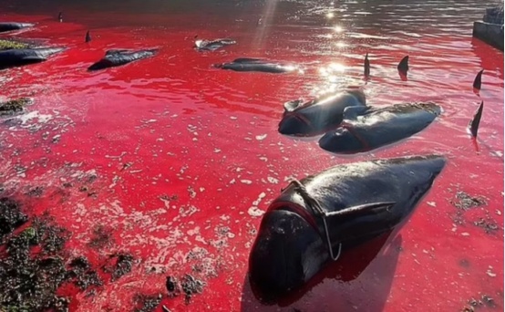 海洋变成了血红色丹麦开启屠杀盛宴175头鲸鱼命丧人类之手