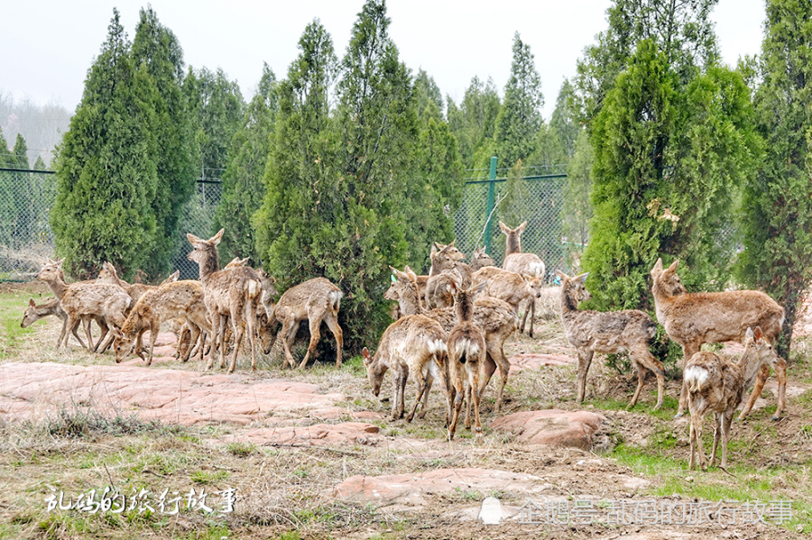 喂小鹿不用去日本伏羲山 云上牧场 就可满足你距郑州仅40公里