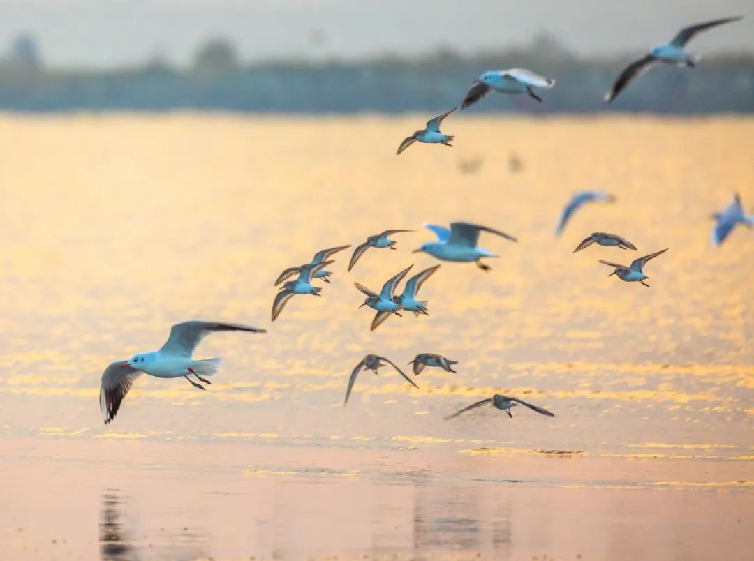 东莞这片海很值得你去打卡