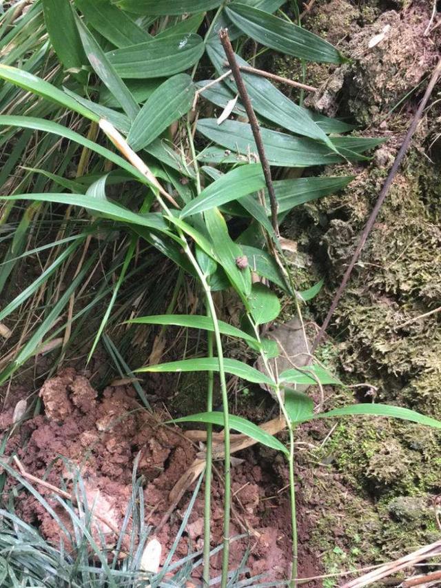 竹叶草图片(竹叶草图片功效与作用淡竹叶)