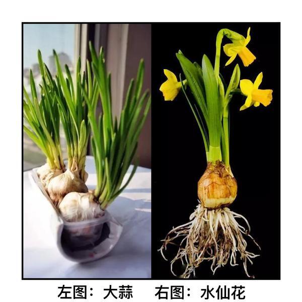 郑州一户居民误食水仙花中毒 120提醒：别把水仙当蒜苗端上餐桌！