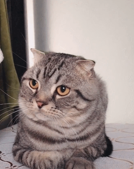 调皮淘气的小萌猫,这呆呆的表情,真是一只可爱的小猫咪!-看点快报