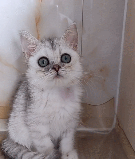 人见人爱的小猫咪,都来瞧瞧这小神态,快分享给朋友吧!
