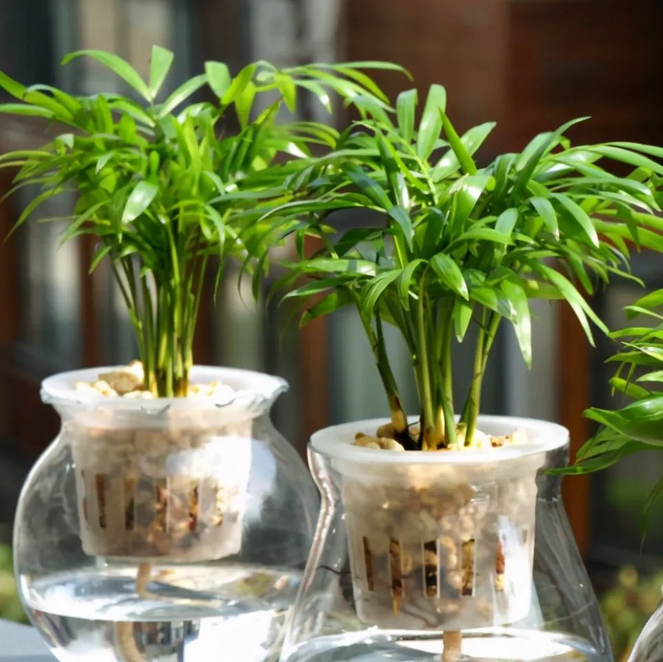 水培植物(水培植物的种植方法)