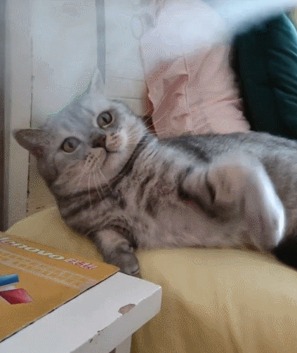 乖巧可爱的小猫咪,一脸软萌的模样,真是太安分了!