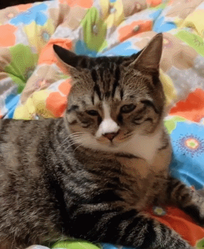 喵星人,萌宠,卖萌,生活趣事