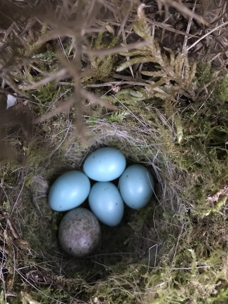 当鸟类发现自己养了一只杜鹃的雏鸟时它们会作何反应