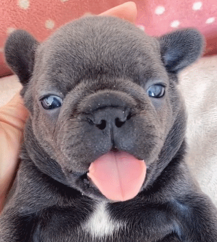 憨态可掬的狗狗,瞧这呆萌的小模样,真是太漂亮了.