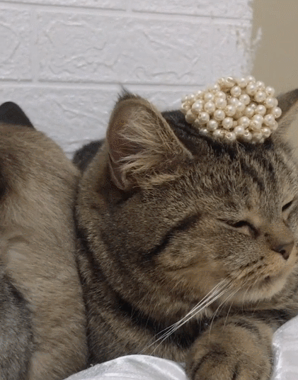 呆萌有趣的小猫咪,这傻乎乎的小表情,真是超级可爱!