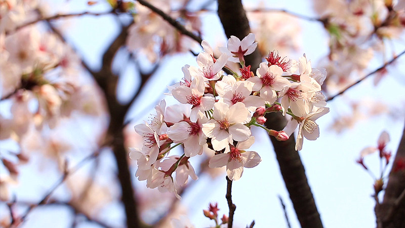 四川苍溪:万亩樱花竞相绽放 惹人醉