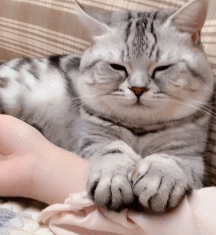 喵星人,萌宠,卖萌,生活趣事