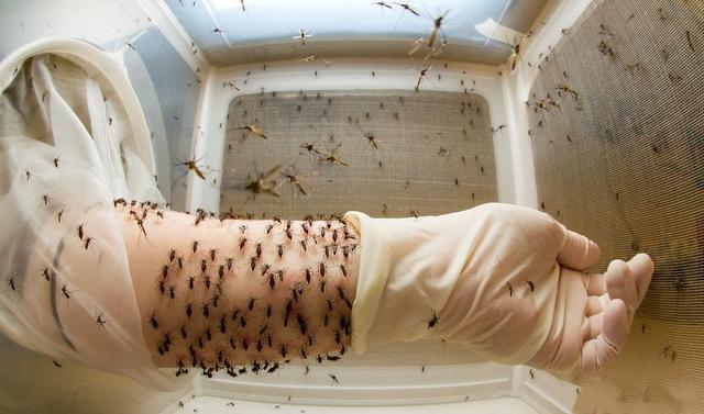 厌的蚊子,用灭蚊拍去打,比较费力伤神,不如在房间内放个光触媒灭蚊灯