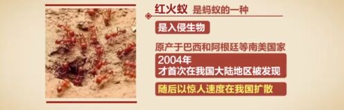这种动物很危险！还有人当宠物卖