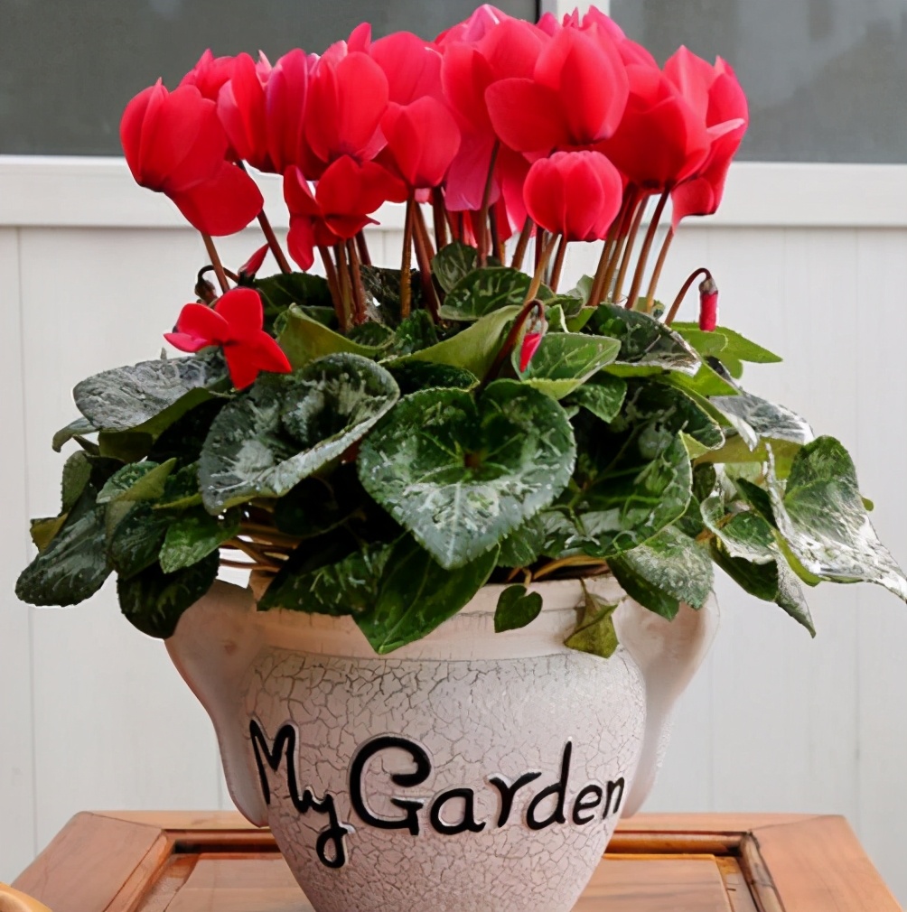 好看,好养,4种花趁年底养一盆正合适,处于花期