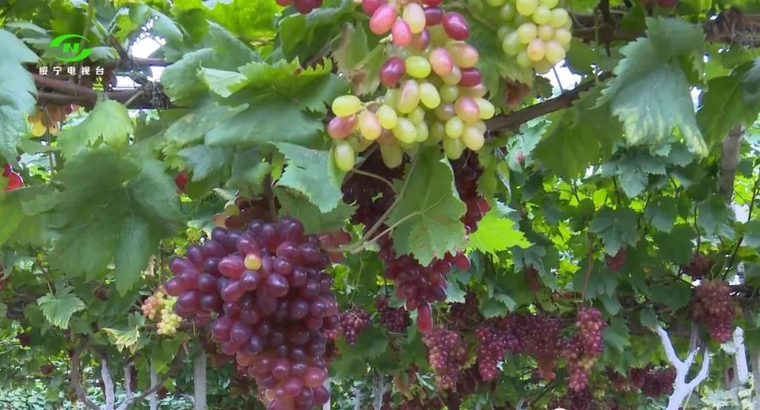 红提,东山,东山侗族乡,东山乡,绥宁,电商平台