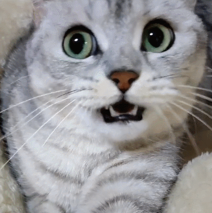 猫咪趴在窝里,一脸吃惊的表情,这也太逗了吧!