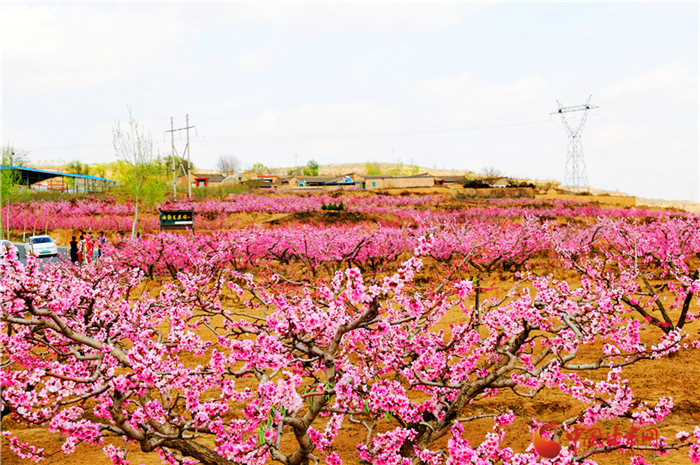 从"桃花源"到"蟠桃会"天水秦安10万亩蜜桃将延伸产业链
