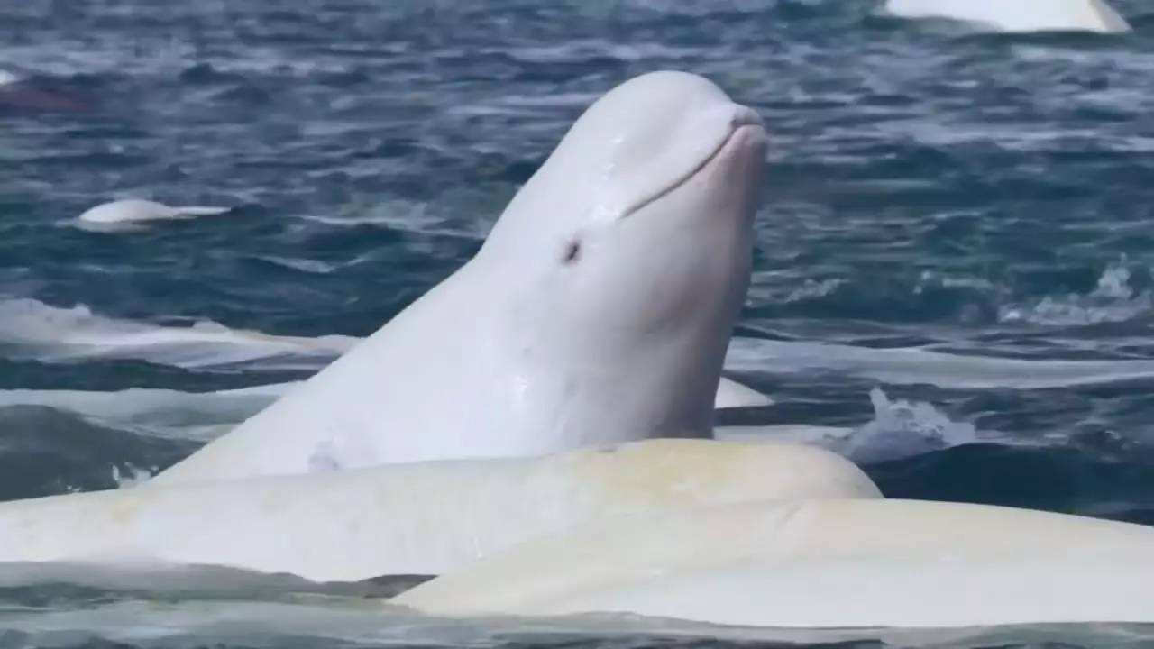 白鲸整天吓唬小朋友,自认从未失手过,没想到却败在小女孩手上