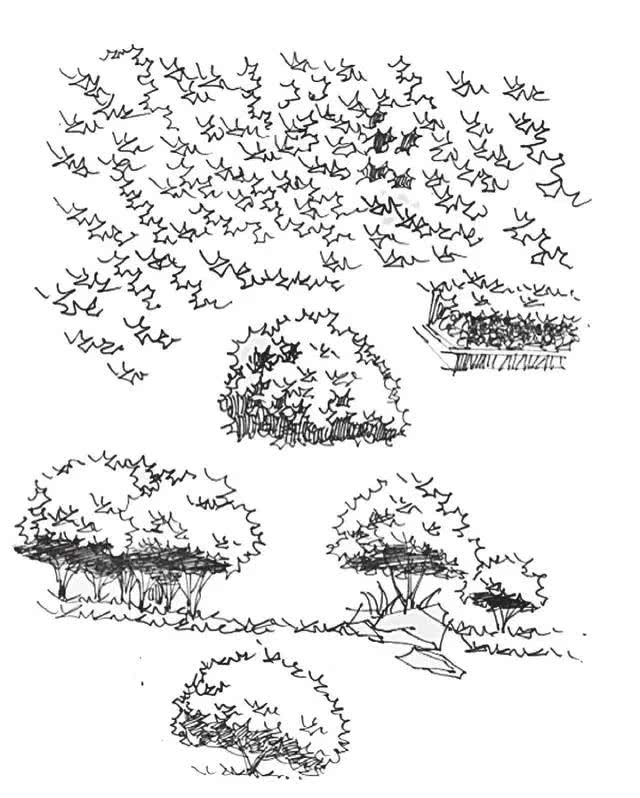 乔木图片手绘,乔木灌木手绘图,乔木手绘图_大山谷图库