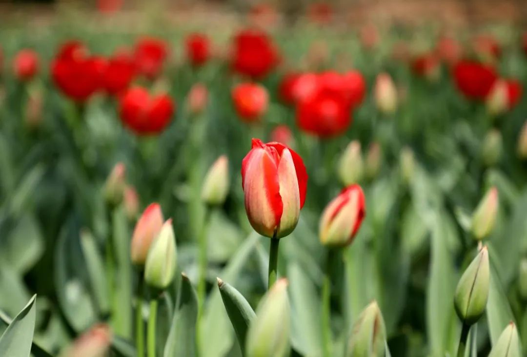 八公,淮南市八公山,国家地质公园