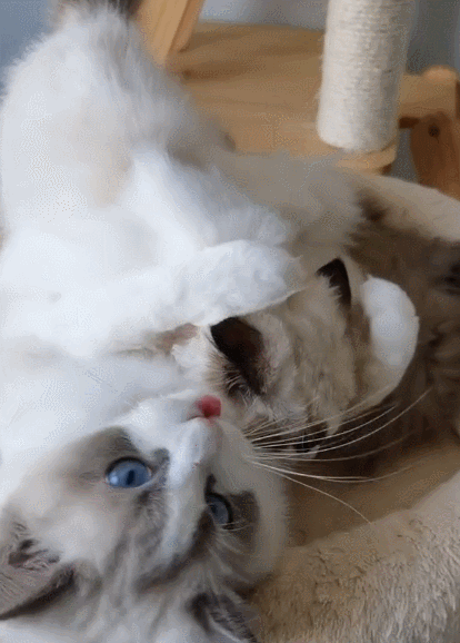 414_578竖版 竖屏gif 动态图 动图