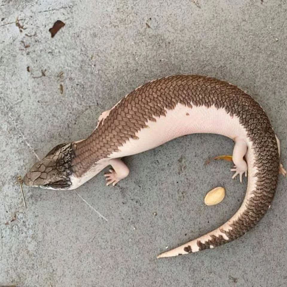 派表现蓝舌石龙子惊现!或将打开澳洲系变异蓝舌的新大门!-看点快报