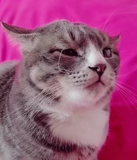 乖巧可爱的小猫咪,实在是太有趣了,让人非常的喜爱!
