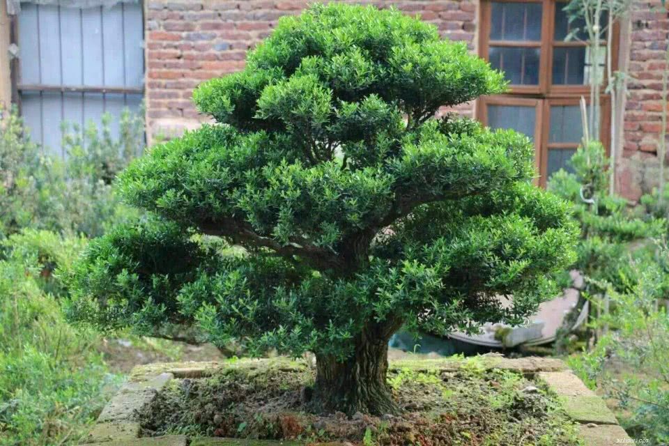 黄杨树怎么养(黄杨树怎么养护)