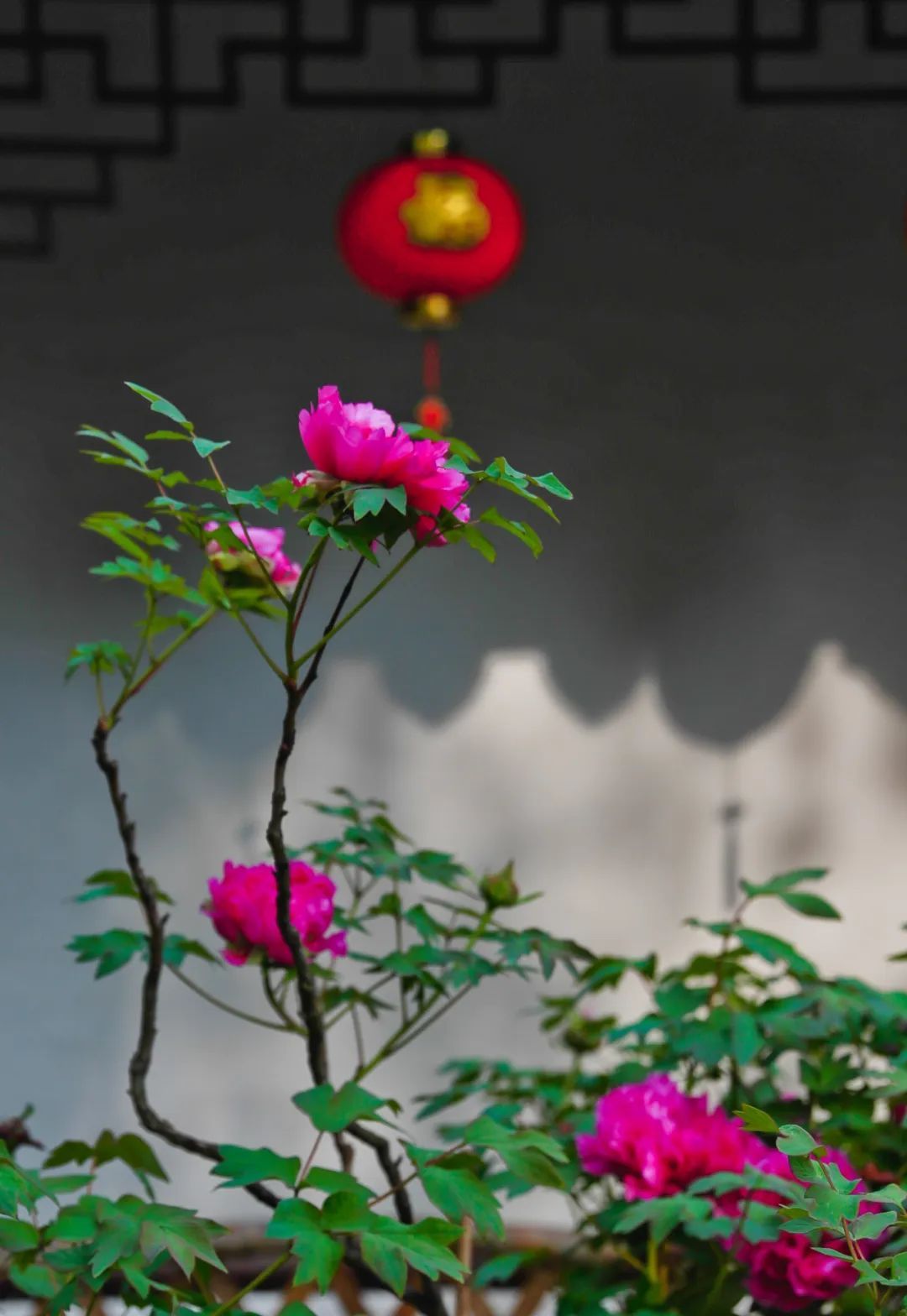 沪上"牡丹仙子"的特写照来了,快来"云围观"吧