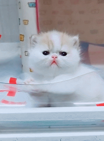 410_555竖版 竖屏gif 动态图 动图