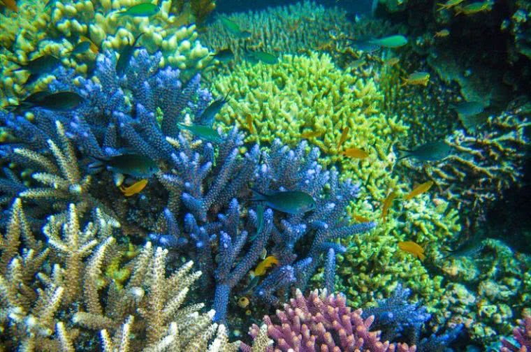 珊瑚细菌群落——珊瑚身上的神奇秘密