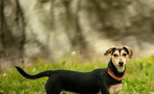 核硬化 犬核硬化症的基本信息和建议