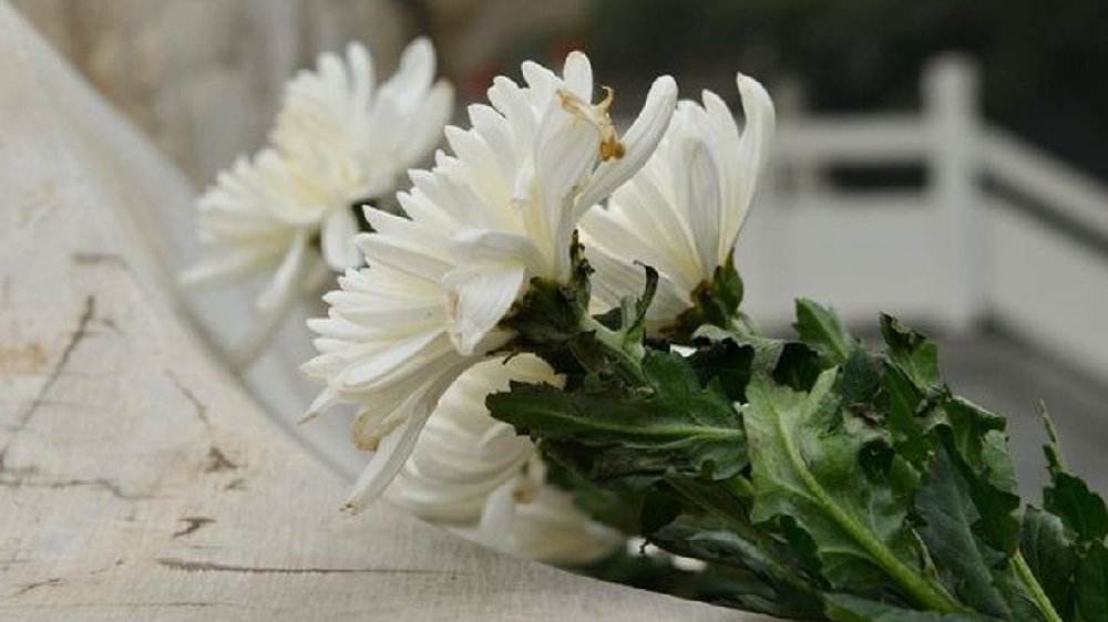 光明时评:在文明祭扫中寄托哀思慎终追远