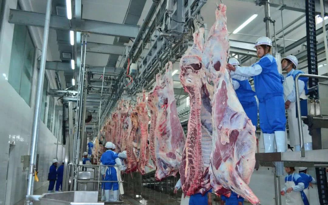 新冠疫情对肉牛产业影响分析及政策建议