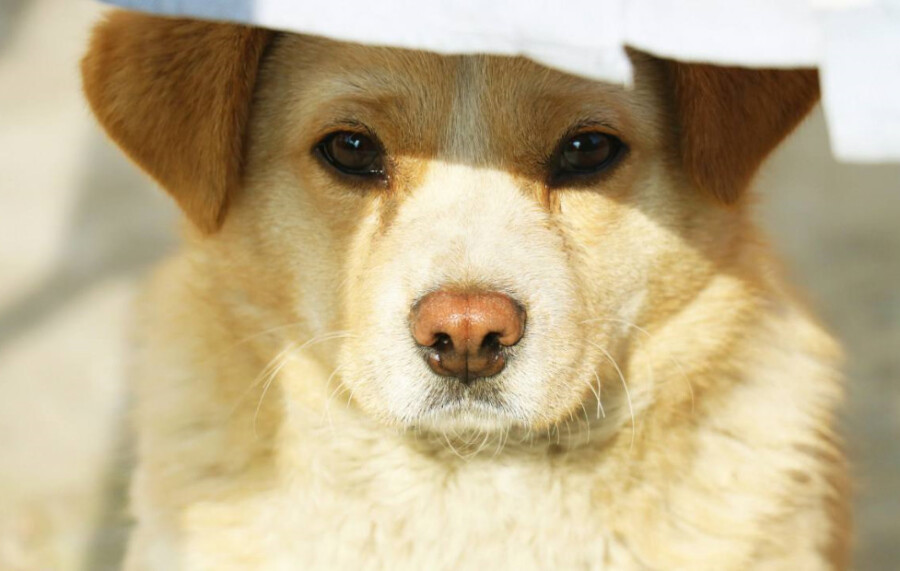 什么狗最 通人性 这4种狗狗榜上有名