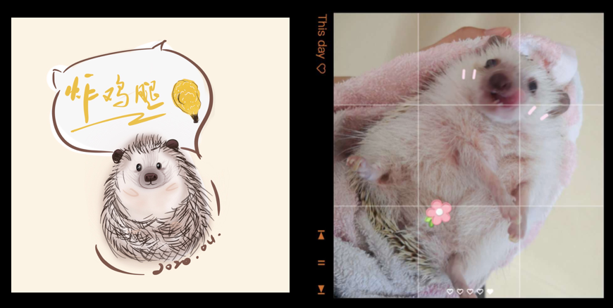 当"狗东西"遇上了"猫南北"