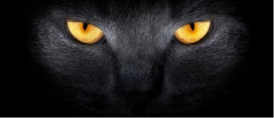 猫的眼睛在夜晚会发光,它真的能看到人类看不到的东西?