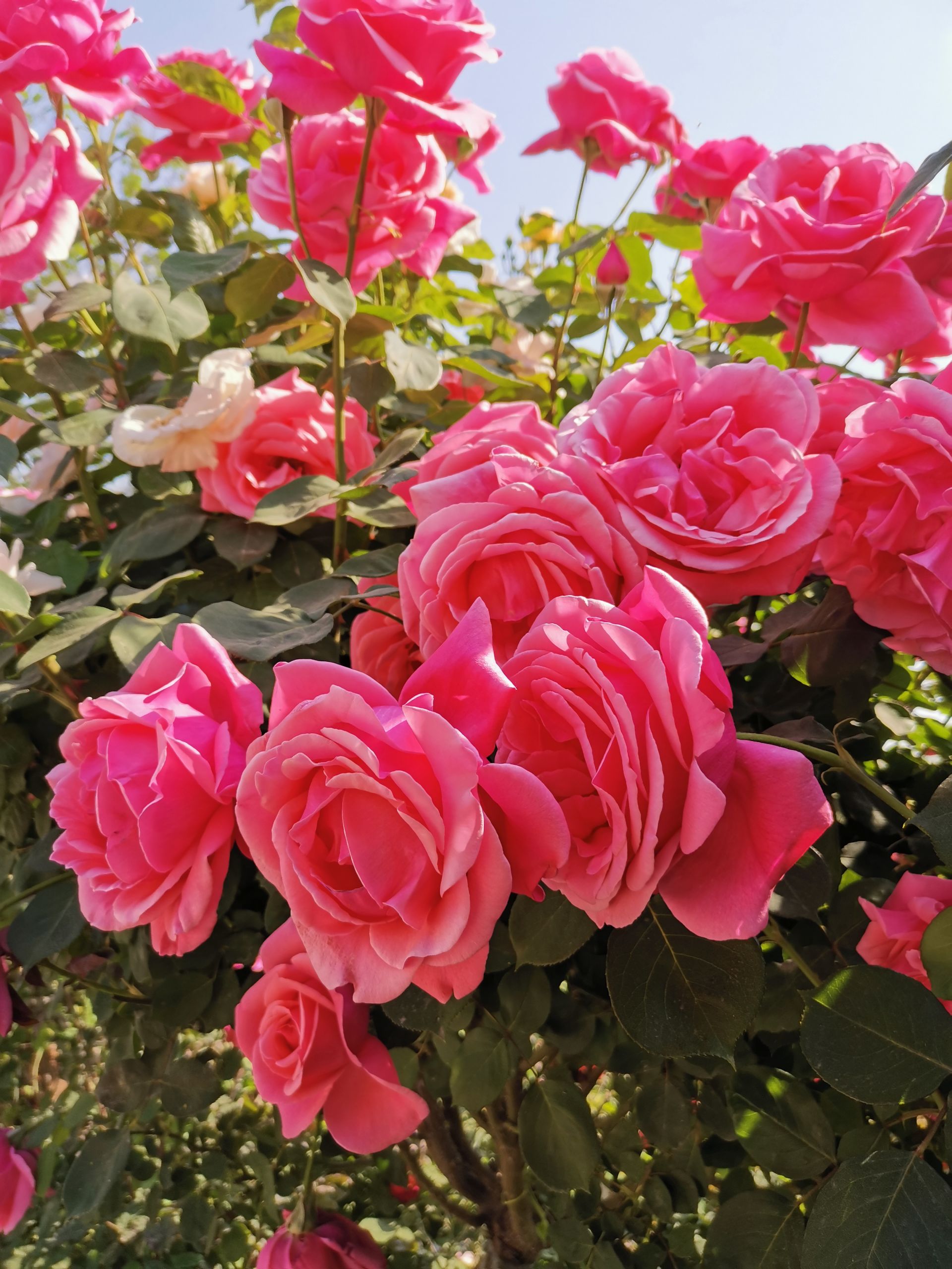 月季花开 靓丽风景醉游人